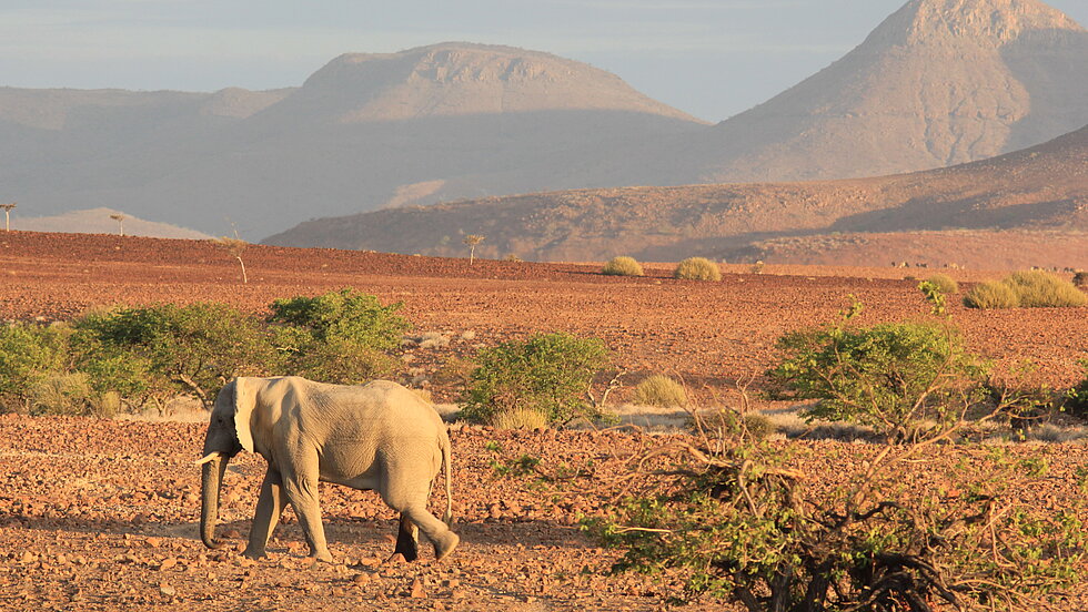 csm_20230420_Biodiv_Namibia_DW_Michael_Altenhenne_6101a04151