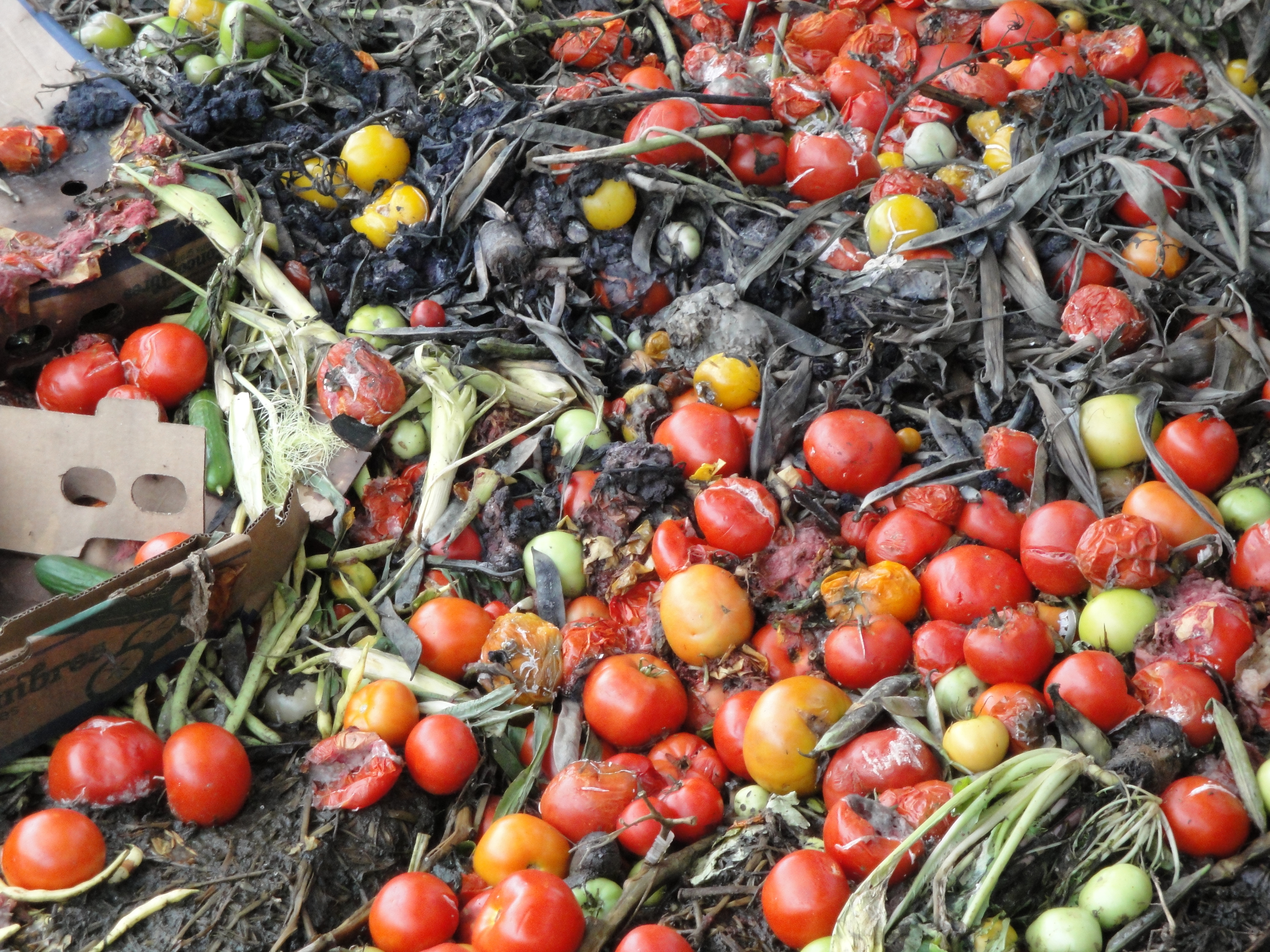 expired-tomato-is-feedstock-for-biogas-production-2025-02-02-21-02-03-utc