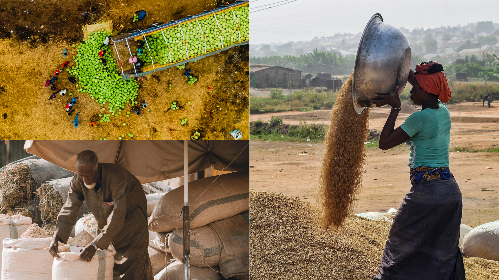 Reducing post-harvest losses in Cameroon